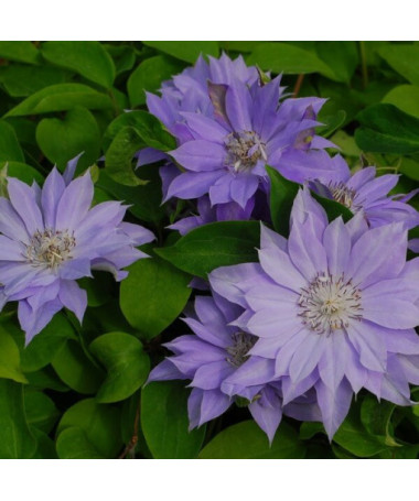 Clematis Teshio (großblütig, voll) P9/C1