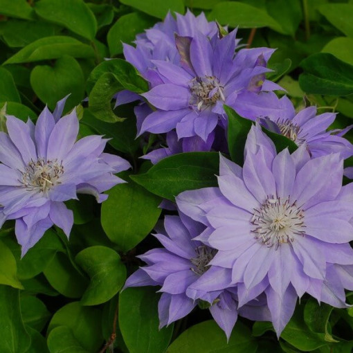 Clematis Teshio (großblütig, voll) P9/C1