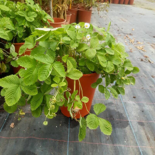 Erdbeere MIX rot-gelb Topf, 4L