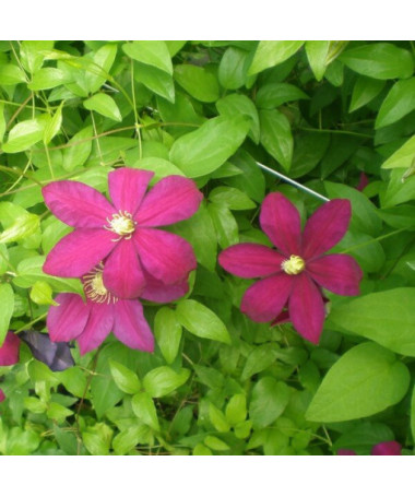 Clematis Sunset (großblütig) P9/C1