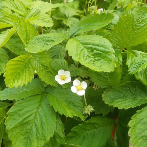 Erdbeere MIX rot-gelb Topf, 4L