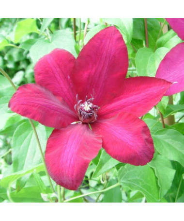 Clematis Solidarność (großblütig) P9/C1