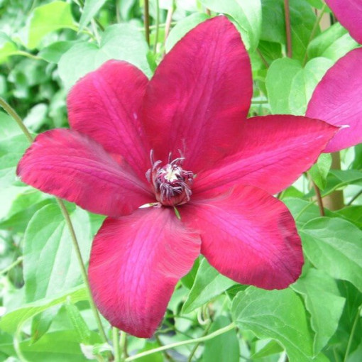 Clematis Solidarność (großblütig) P9/C1
