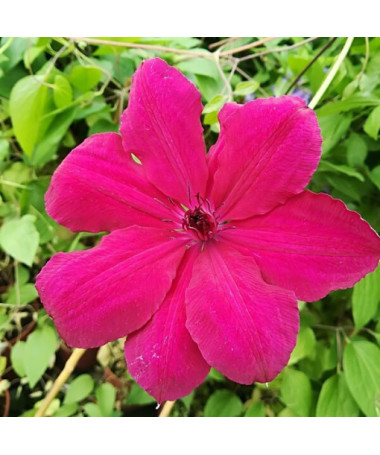 Clematis Solidarność (großblütig) P9/C1