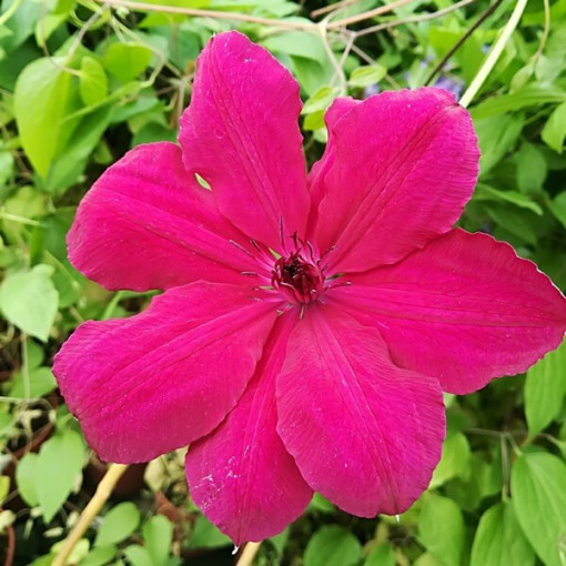 Clematis Solidarność (großblütig) P9/C1