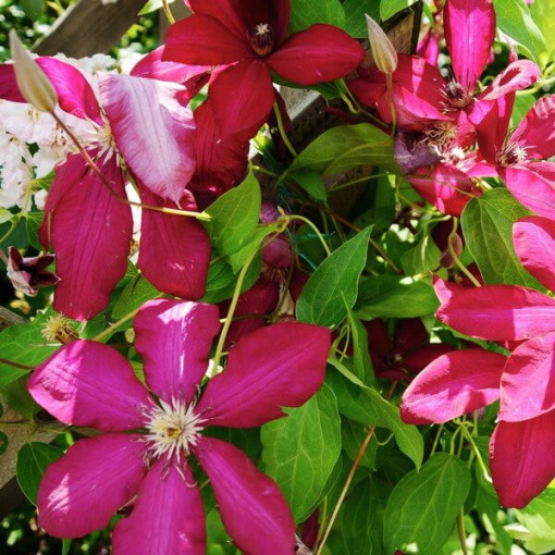 Clematis Solidarność (großblütig) P9/C1