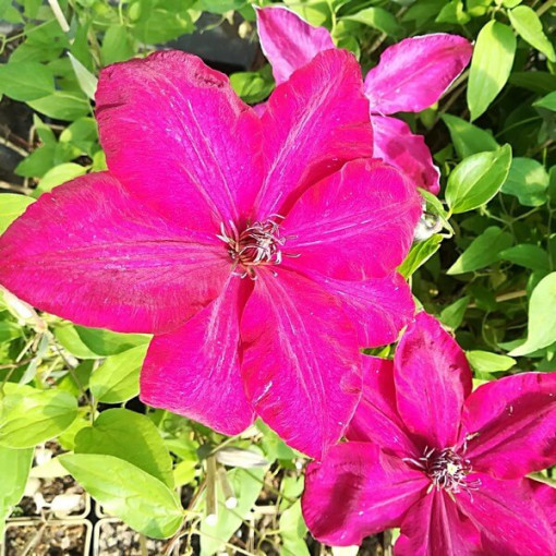 Clematis Solidarność (großblütig) P9/C1