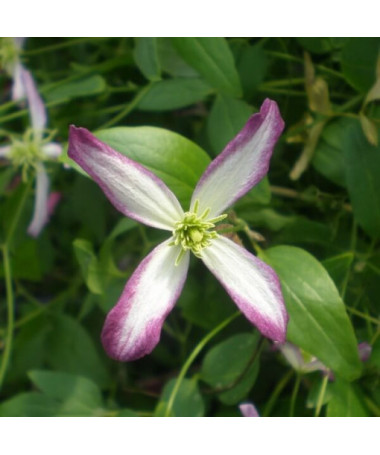 Clematis Botanisch 'Rubromarginata' P9/C1