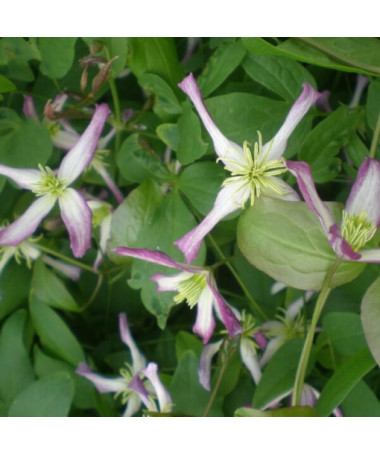Clematis Botanisch 'Rubromarginata' P9/C1