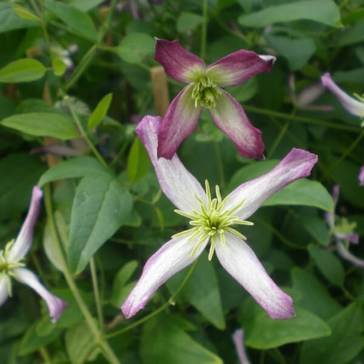 Clematis Botanisch 'Rubromarginata' P9/C1