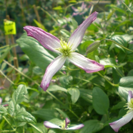 Clematis Botanisch 'Rubromarginata' P9/C1