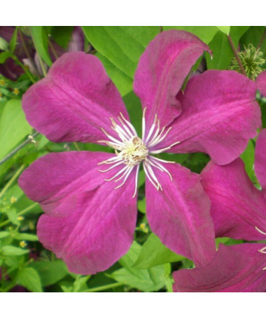 Clematis Rouge Cardinal (großblütig) P9/C1