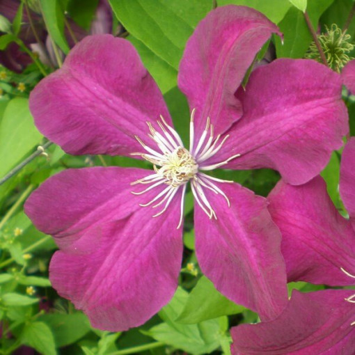 Clematis Rouge Cardinal (großblütig) P9/C1