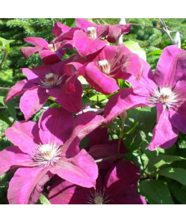 Clematis Rouge Cardinal (großblütig) P9/C1