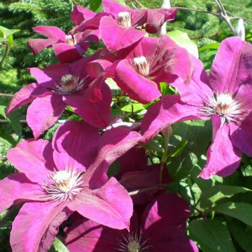 Clematis Rouge Cardinal (großblütig) P9/C1