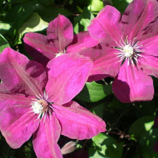 Clematis Rouge Cardinal (großblütig) P9/C1