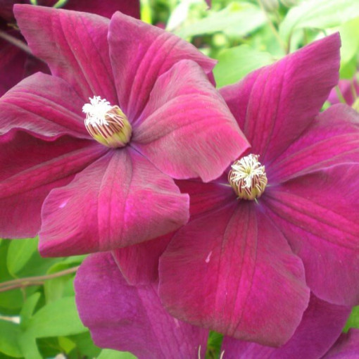 Clematis Rouge Cardinal (großblütig) P9/C1