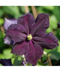 Clematis Romantica P9/C1