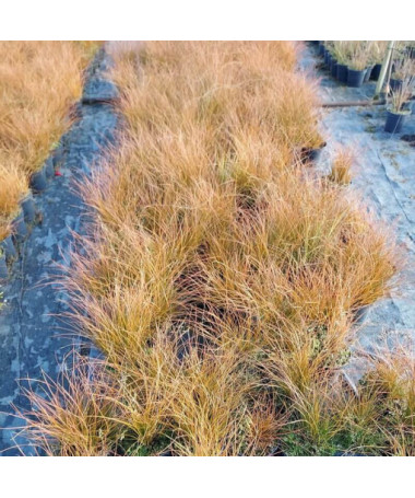 Zweigras Prairie Fire, 2L Topf