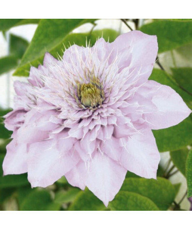 Clematis Proteus (großblütig, voll) PEŁNY P9/C1