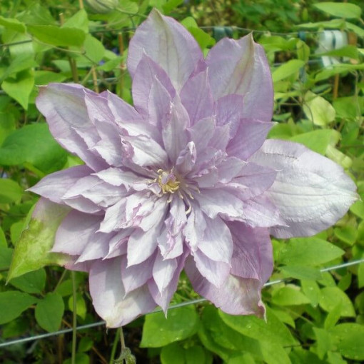 Clematis Proteus (großblütig, voll) PEŁNY P9/C1