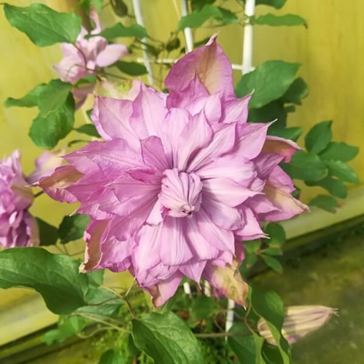 Clematis Proteus (großblütig, voll) PEŁNY P9/C1