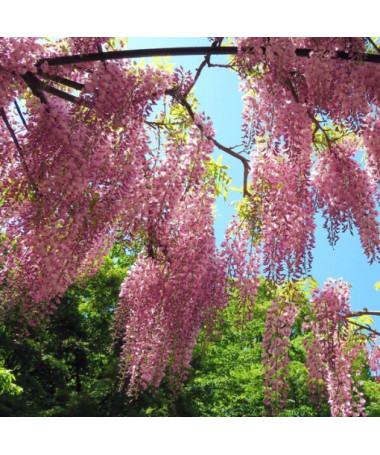 Blühende Wisteria Honbeni, ROSA, 2L Topf