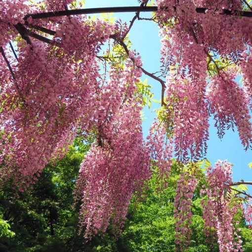Blühende Wisteria Honbeni, ROSA, 2L Topf