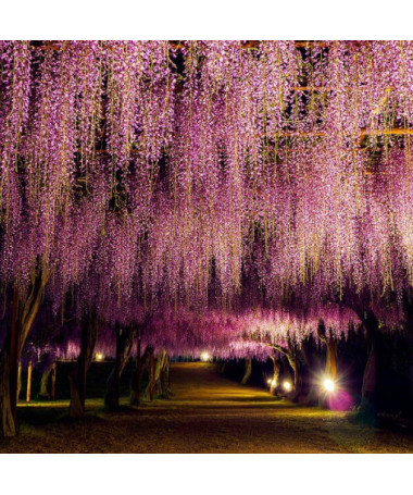 Blühende Wisteria Honbeni, ROSA, 2L Topf