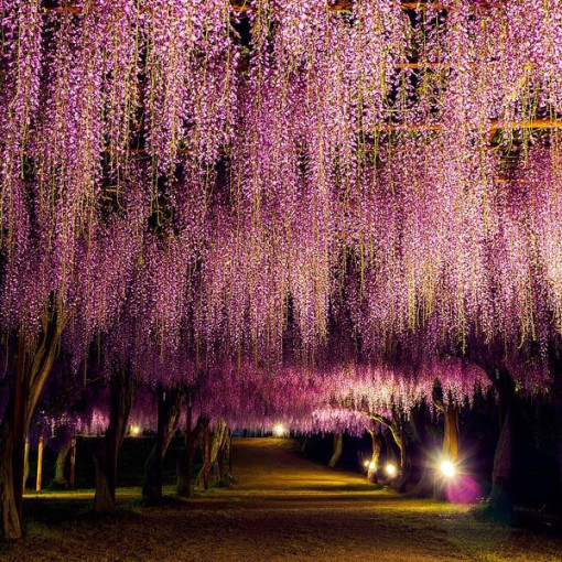 Blühende Wisteria Honbeni, ROSA, 2L Topf