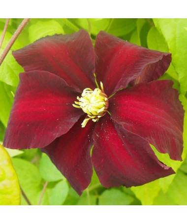 Clematis Niobe (großblütig) P9/C1
