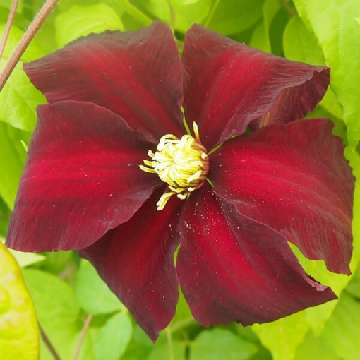 Clematis Niobe (großblütig) P9/C1