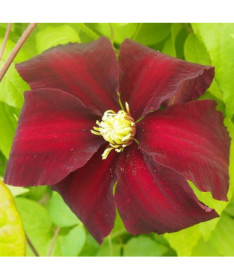 Clematis Niobe (großblütig) P9/C1