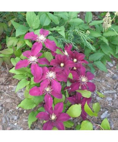Clematis Niobe (großblütig) P9/C1