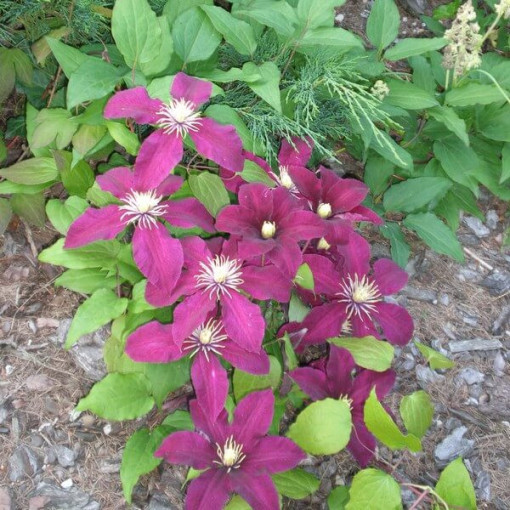Clematis Niobe (großblütig) P9/C1