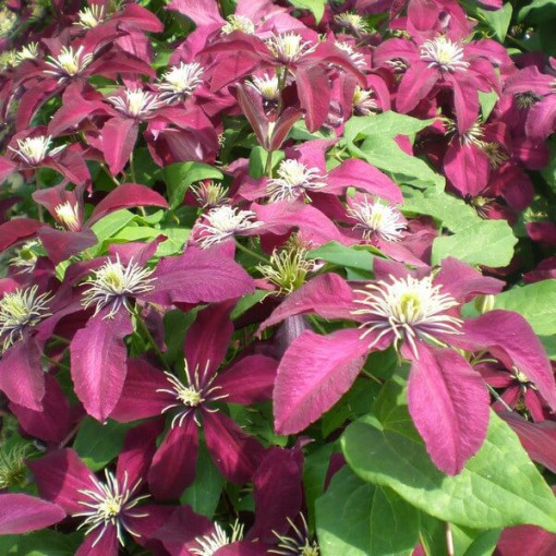 Clematis Niobe (großblütig) P9/C1
