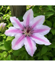 Clematis Nelly Moser (großblütig) P9/C1