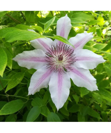 Clematis Nelly Moser (großblütig) P9/C1