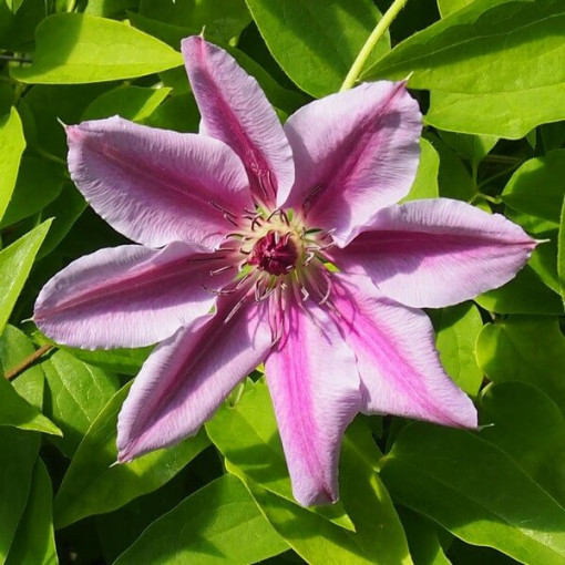 Clematis Nelly Moser (großblütig) P9/C1