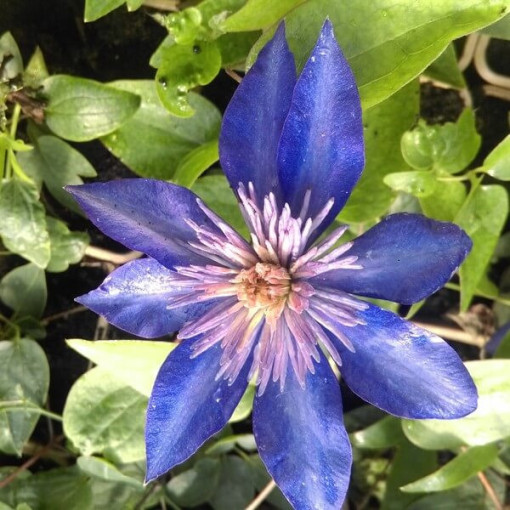 Clematis Multi Blue (großblütig, voll) PEŁNY P9/C1