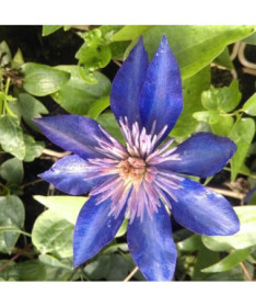 Clematis Multi Blue (großblütig, voll) PEŁNY P9/C1