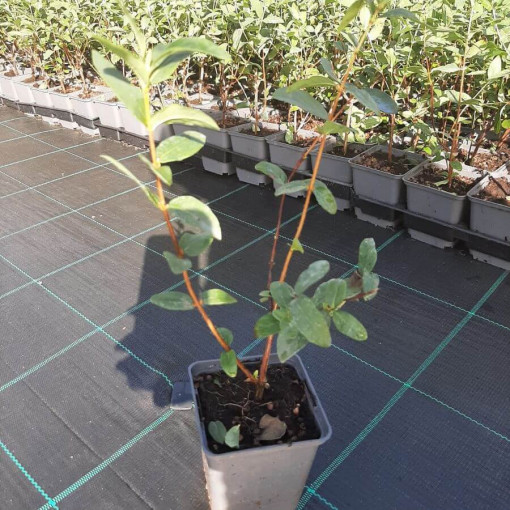 Kamtschatka-Blaubeere 'Lori' P9/C1