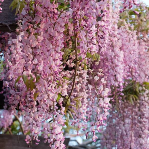 Blühende Wisteria Honbeni, ROSA, 2L Topf