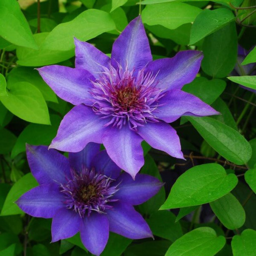 Clematis Multi Blue (großblütig, voll) PEŁNY P9/C1