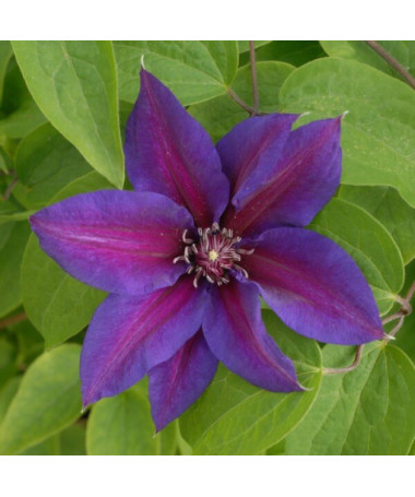 Clematis Mrs N.Thompson (großblütig) P9/C1
