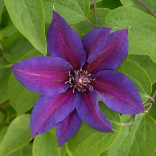 Clematis Mrs N.Thompson (großblütig) P9/C1