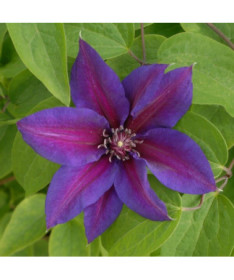 Clematis Mrs N.Thompson (großblütig) P9/C1