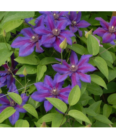 Clematis Mrs N.Thompson (großblütig) P9/C1
