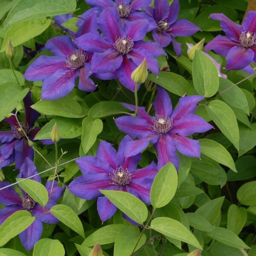 Clematis Mrs N.Thompson (großblütig) P9/C1