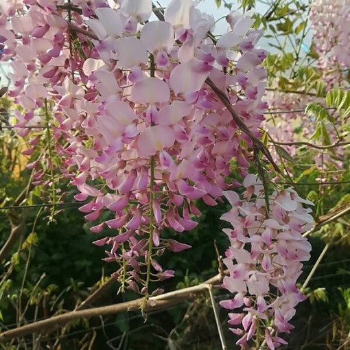 Blühende Wisteria Honbeni, ROSA, 2L Topf
